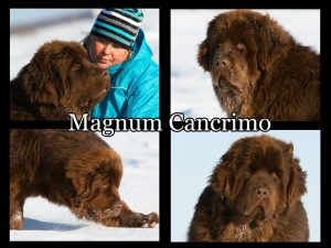 Magnum