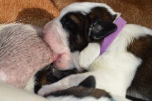 Chiot Saint-Bernard tétant sa mère