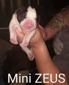 Mini Zeus