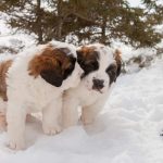 Deux chiots Saint-Bernard jouant ensemble dans la neige