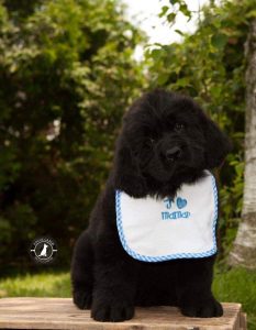 Chiot Terre-Neuve