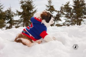 Chiot Saint-Bernard