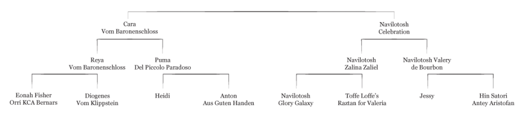 Pedigree Bethoveen