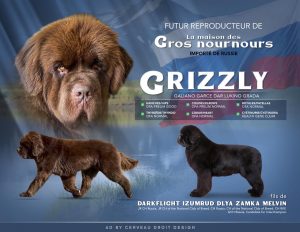 Fiche Grizzly