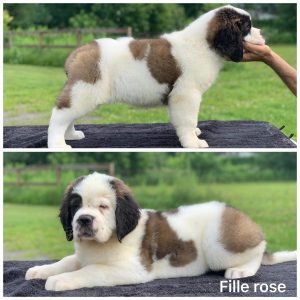 Chiot St-Bernard femelle