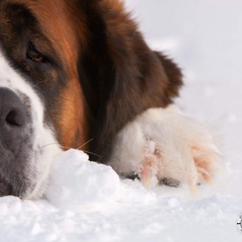 Saint-Bernard