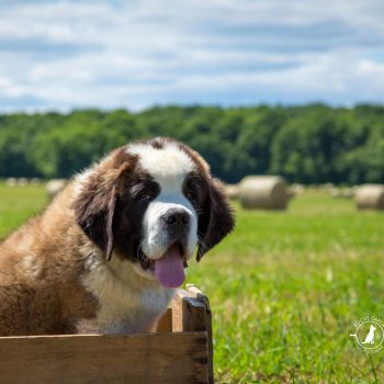 Chiot Saint-Bernard dans une boîte en bois installée dans un champ