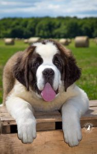 Chiot Saint-Bernard dans un champ