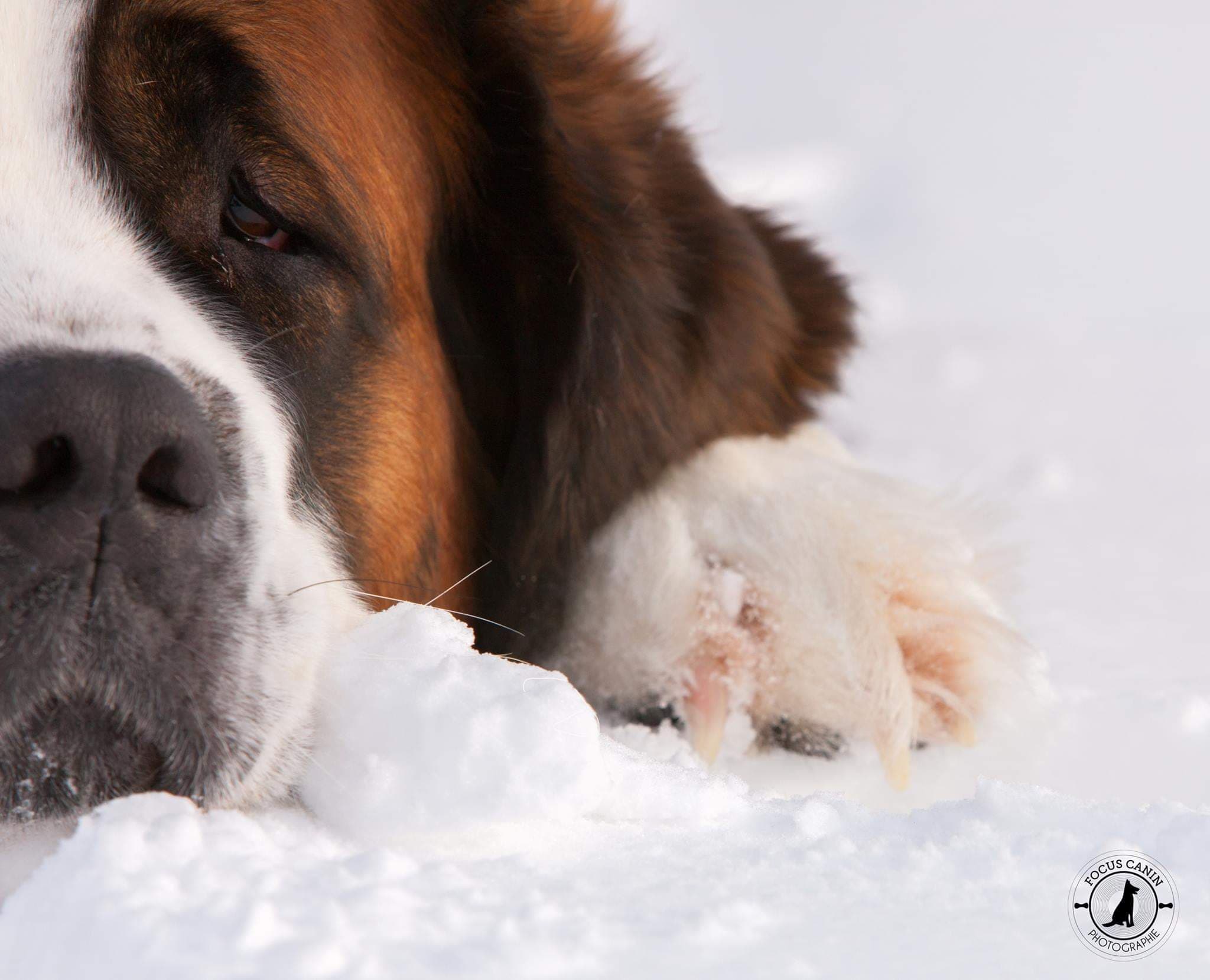 Saint-Bernard