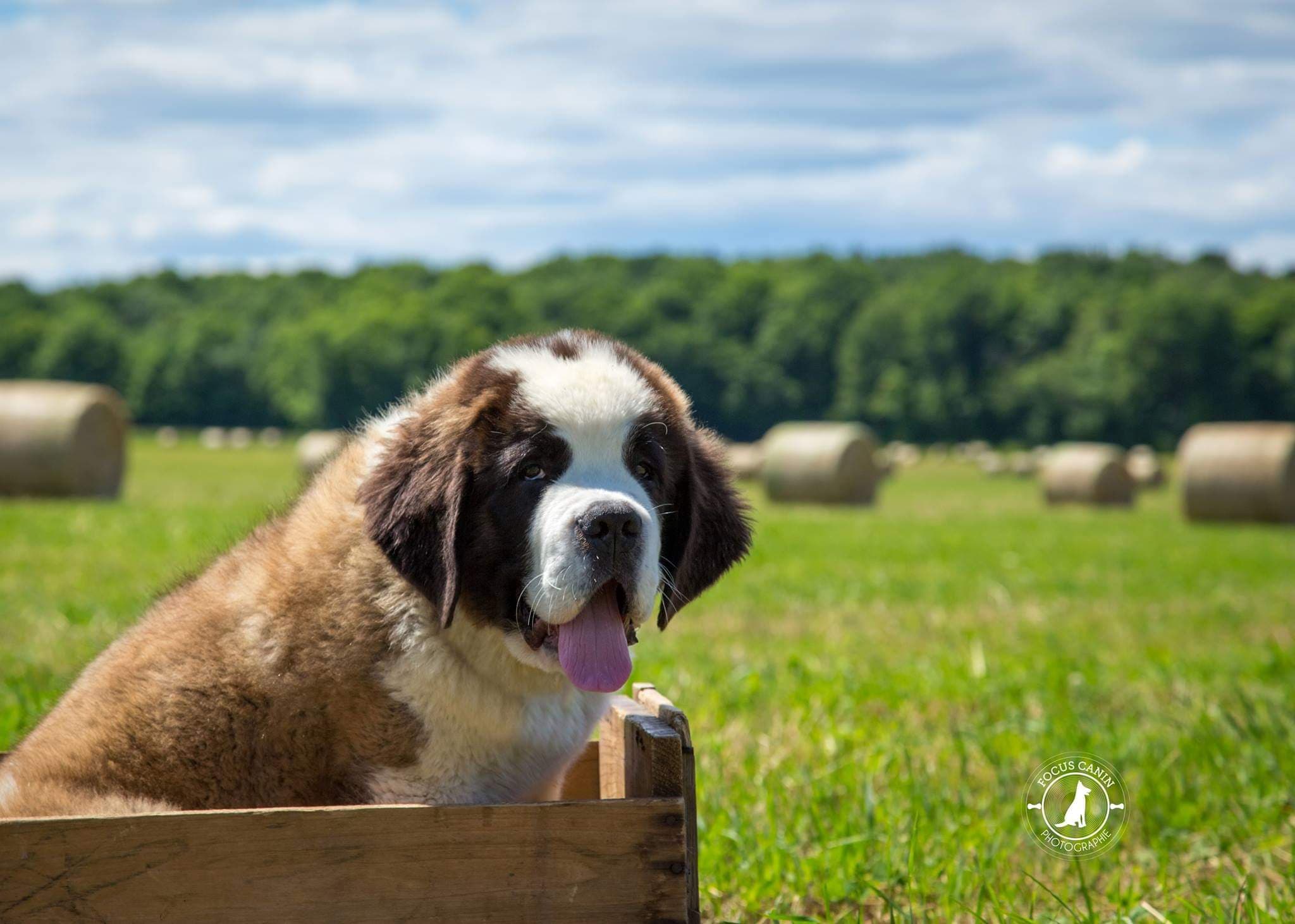 Chiot Saint-Bernard dans une boîte en bois installée dans un champ