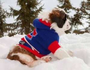 Chiot Saint-Bernard