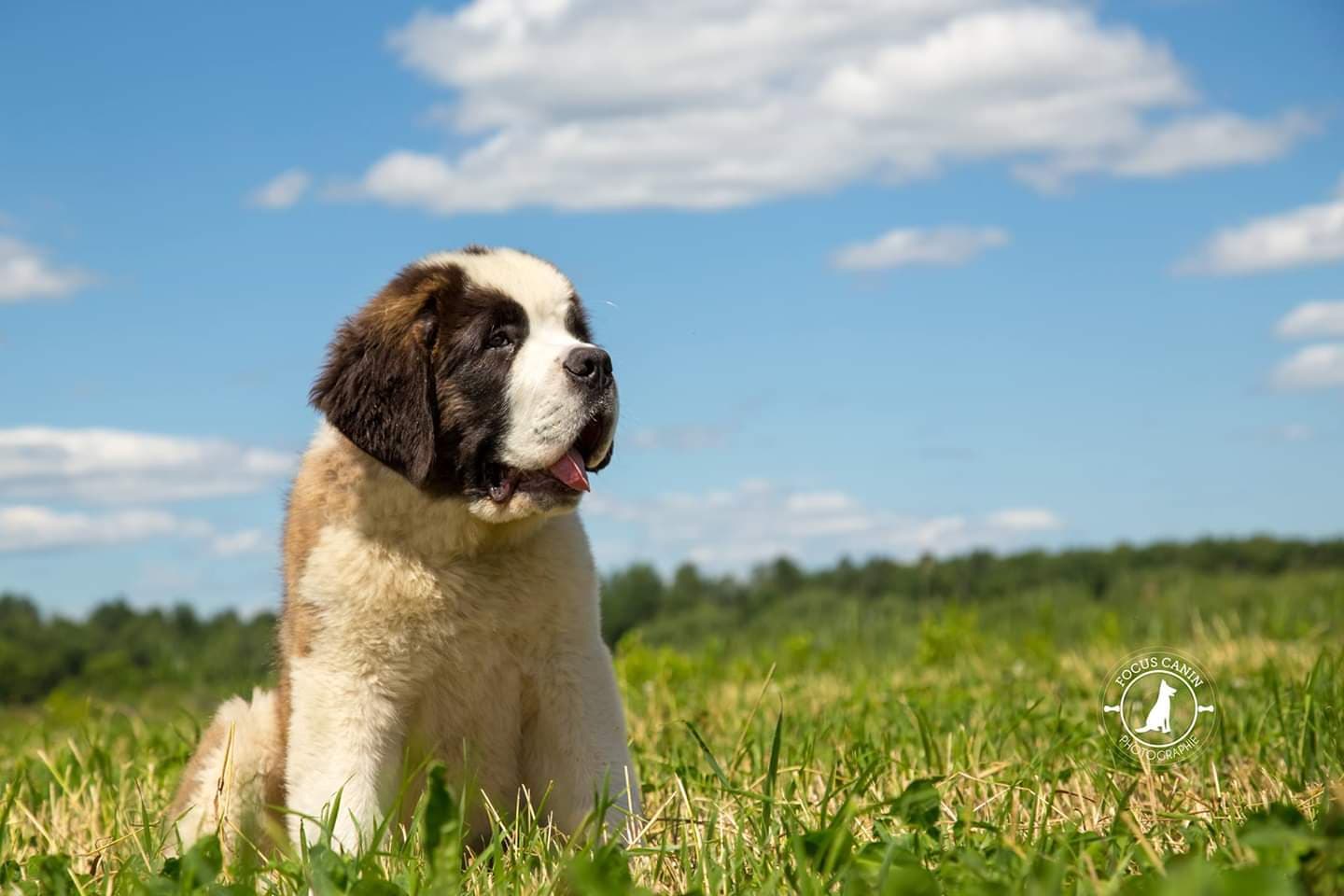 Chiot Saint-Bernard dans un champ