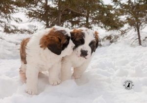 Deux chiots Saint-Bernard jouant ensemble dans la neige