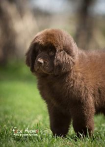 Chiot Terre-Neuve