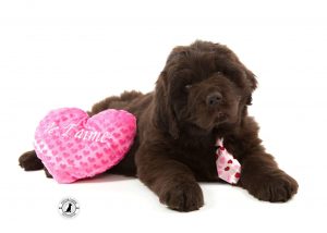 Chiot Terre-Neuve