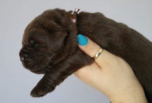 Chiot Terre-Neuve