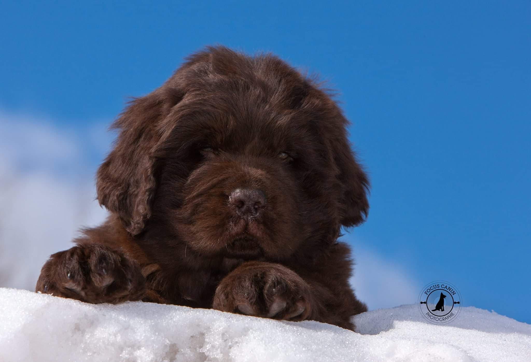 Chiot Terre-Neuve