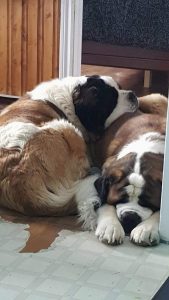 Deux Saint-Bernard adultes dormant collé l'un contre l'autre