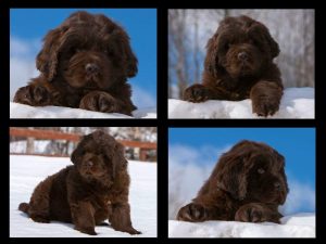 Collage de chiots Terre-Neuve