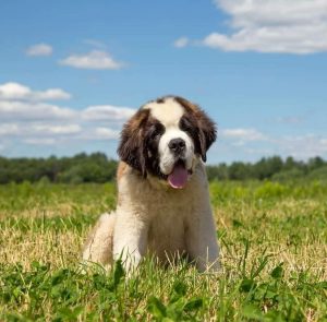 Chiot Saint-Bernard