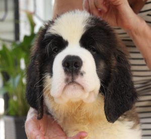 Chiot St-Bernard femelle