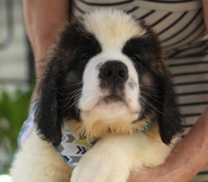 Chiot St-Bernard mâle