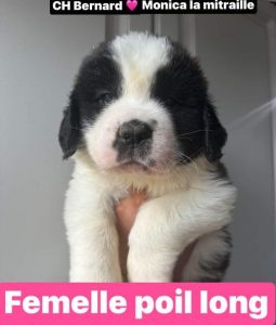 Femelle St-Bernard poils longs