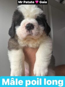 Mâle St-Bernard poils longs