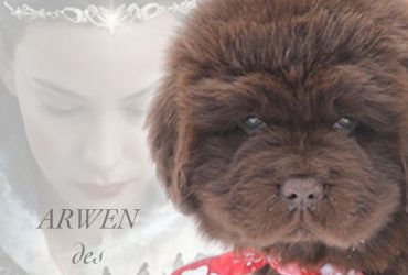 arwen1